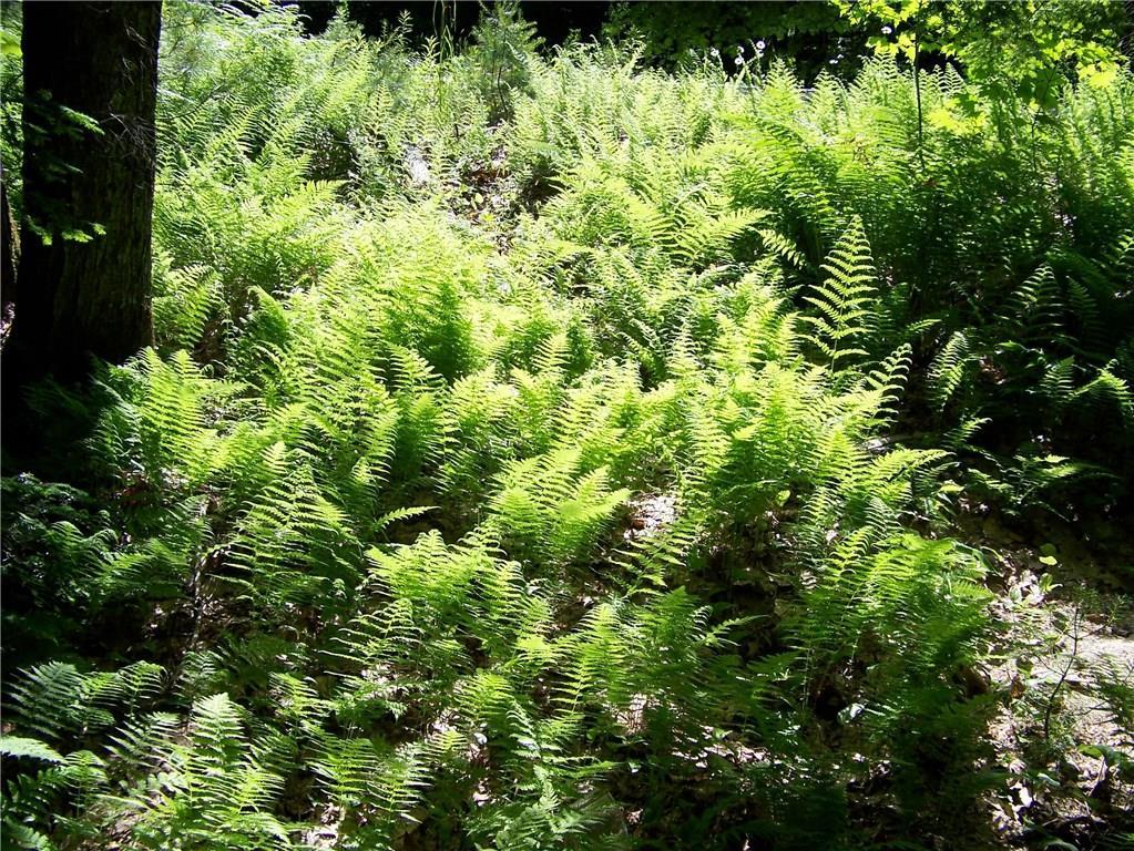 Lot 8 Parker Farm Road Buxton, ME 04093 - Photo 3 of 3 Photo