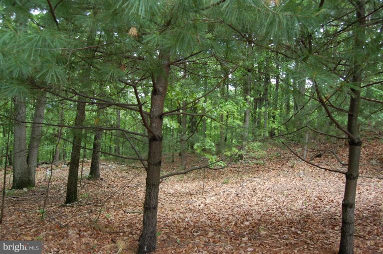 197 Valley Road Front Royal, VA 22630 - Photo 11 of 30 Wooded area