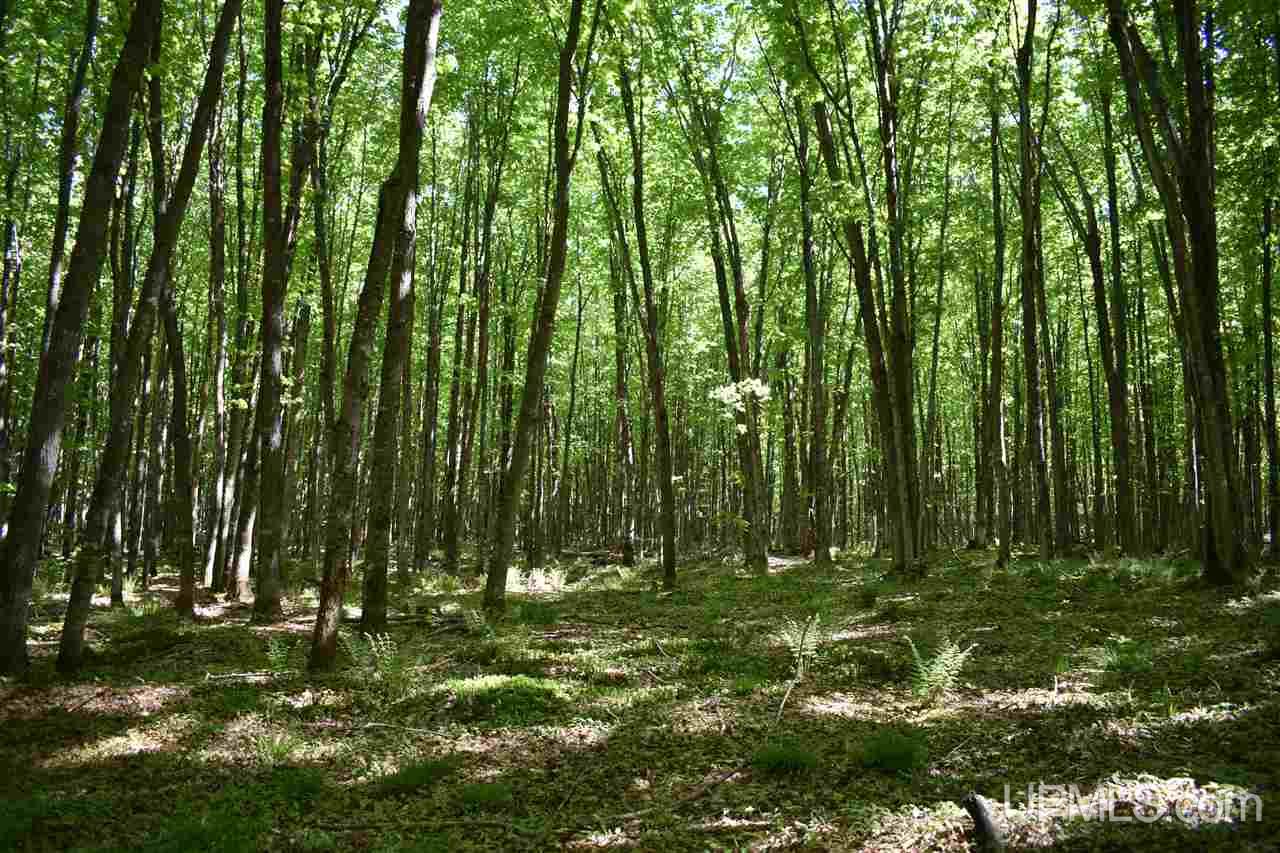 24-acres Co Rd Kb Big Bay, MI 49808 - Photo 31 of 50