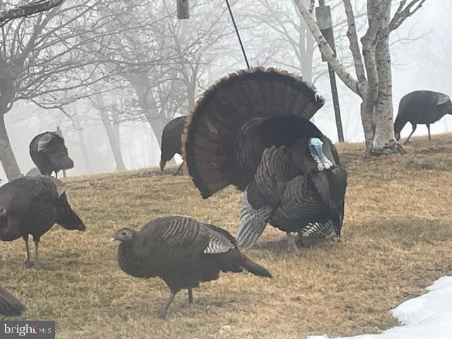 76 Zehner Road Landingville, PA 17972 - Photo 25 of 28