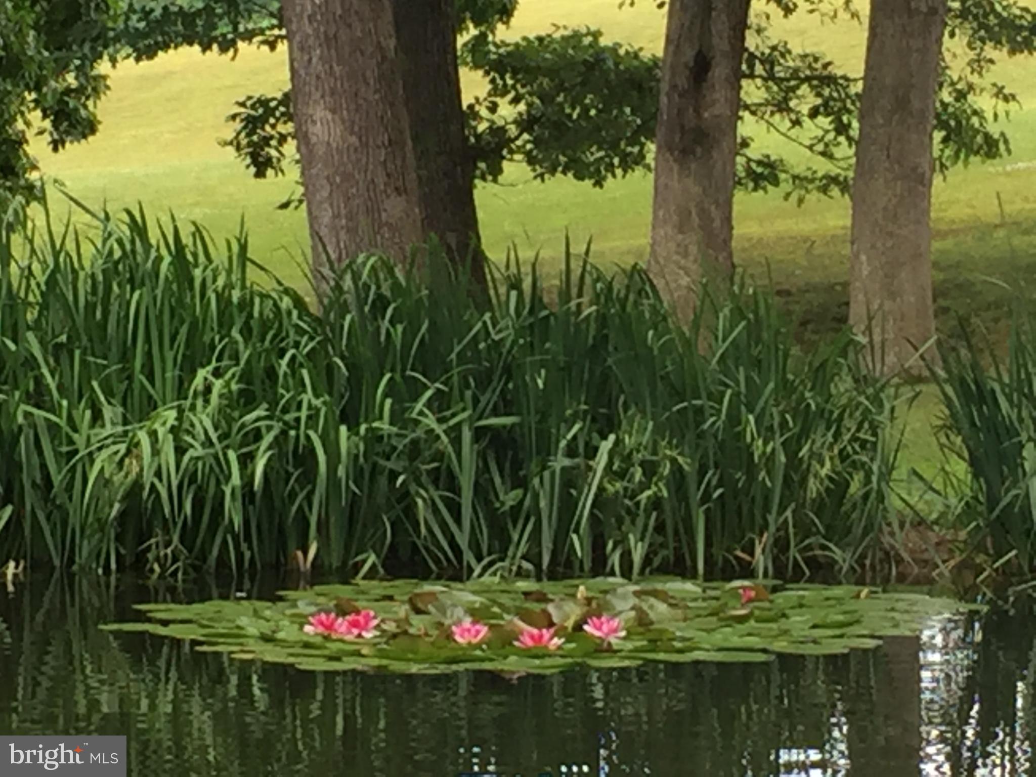 76 Zehner Road Landingville, PA 17972 - Photo 27 of 28 a view of a lake with a tree and a yard
