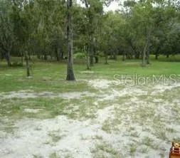 a view of a tree in a yard