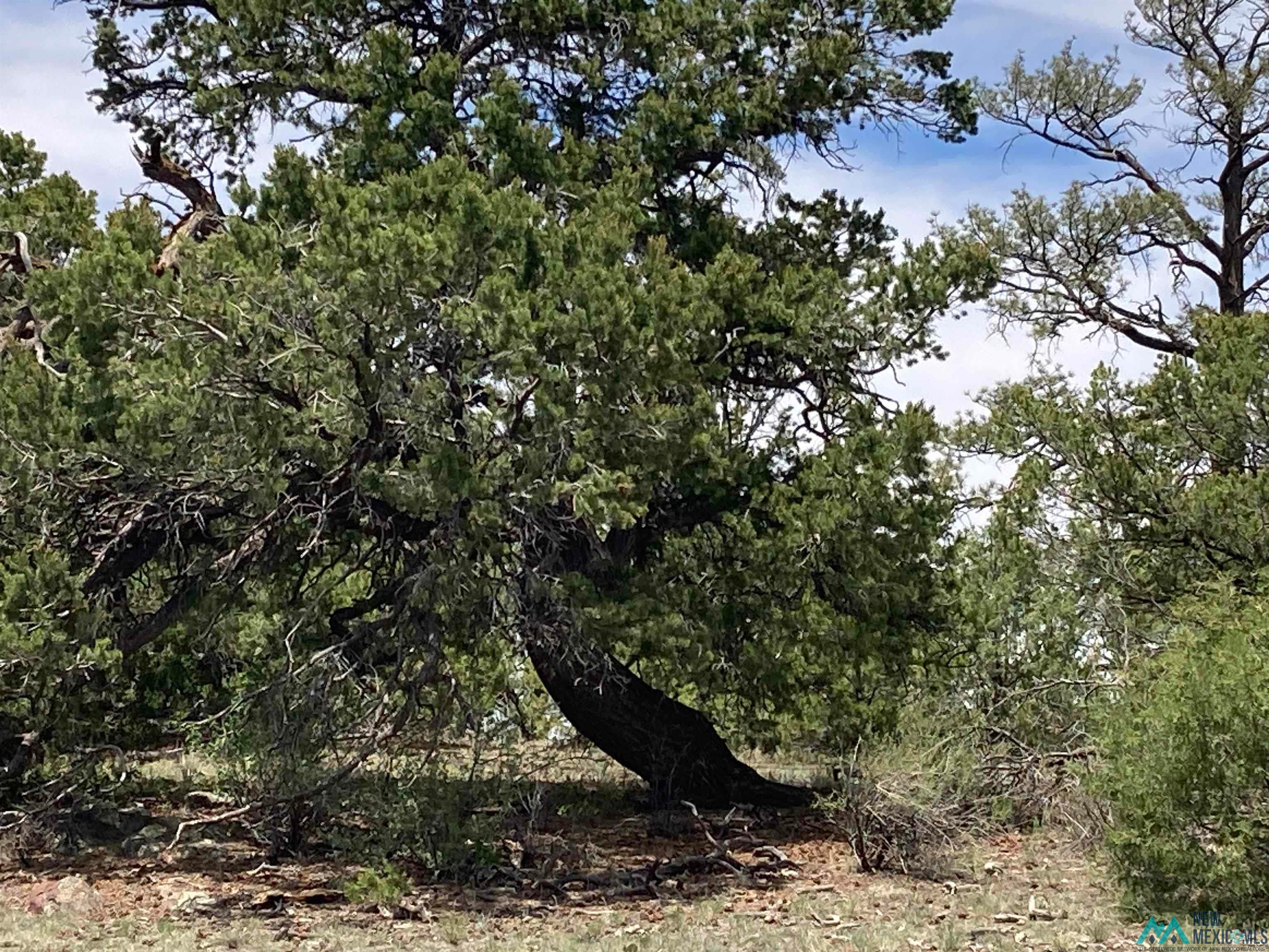 1 Forest Rd100 Road Canones, NM 87516 - Photo 31 of 39 Gallery Image 31