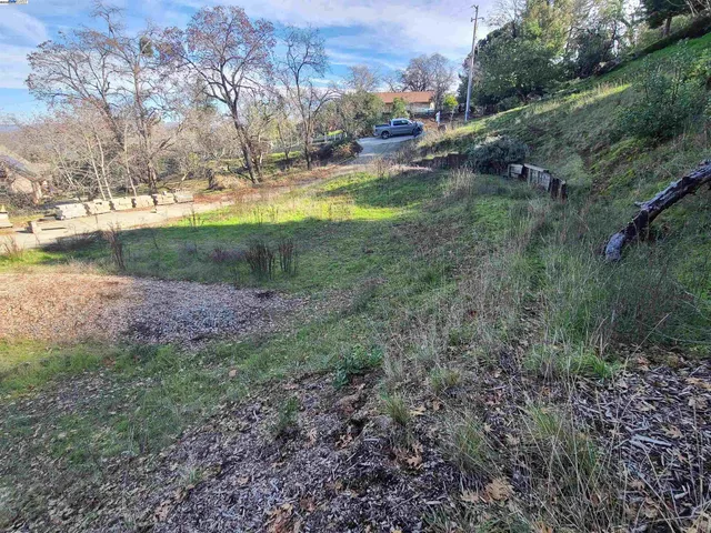 a plant that is in a garden