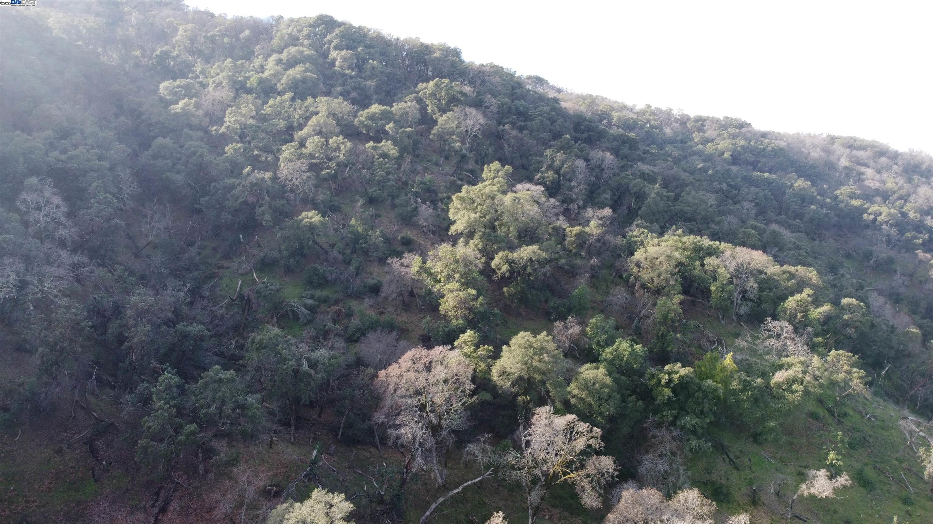 116 Ridgecrest Drive Napa, CA 94558 - Photo 53 of 53 a view of a tree in a field