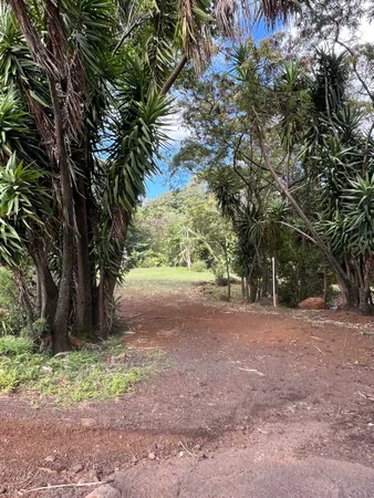a view of a yard with a tree