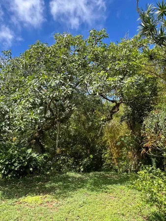 a view of a large yard with lots of plants