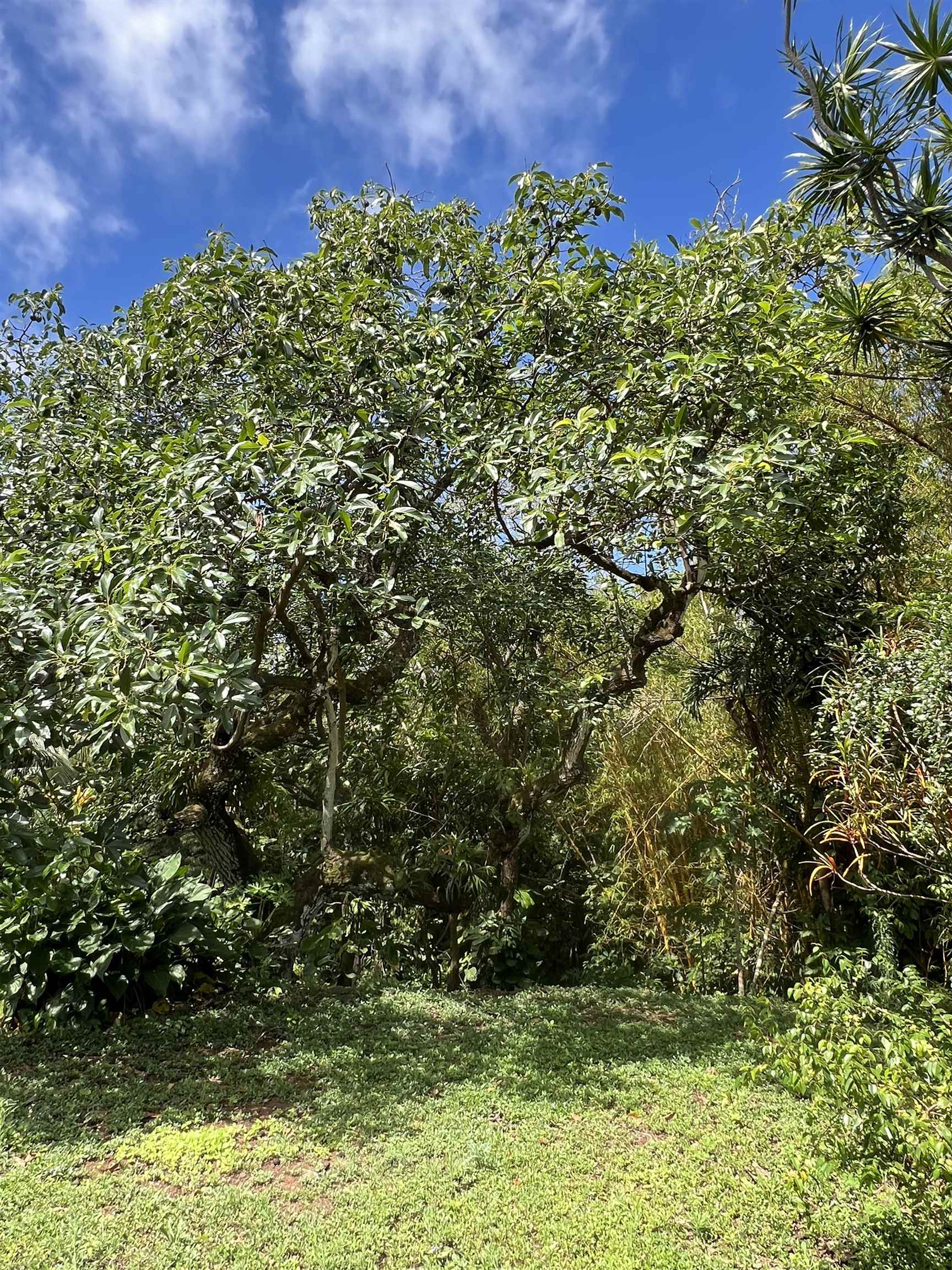 50 Pauwela Road, Unit A Haiku, HI 96708 - Photo 5 of 8 a view of a large yard with lots of plants