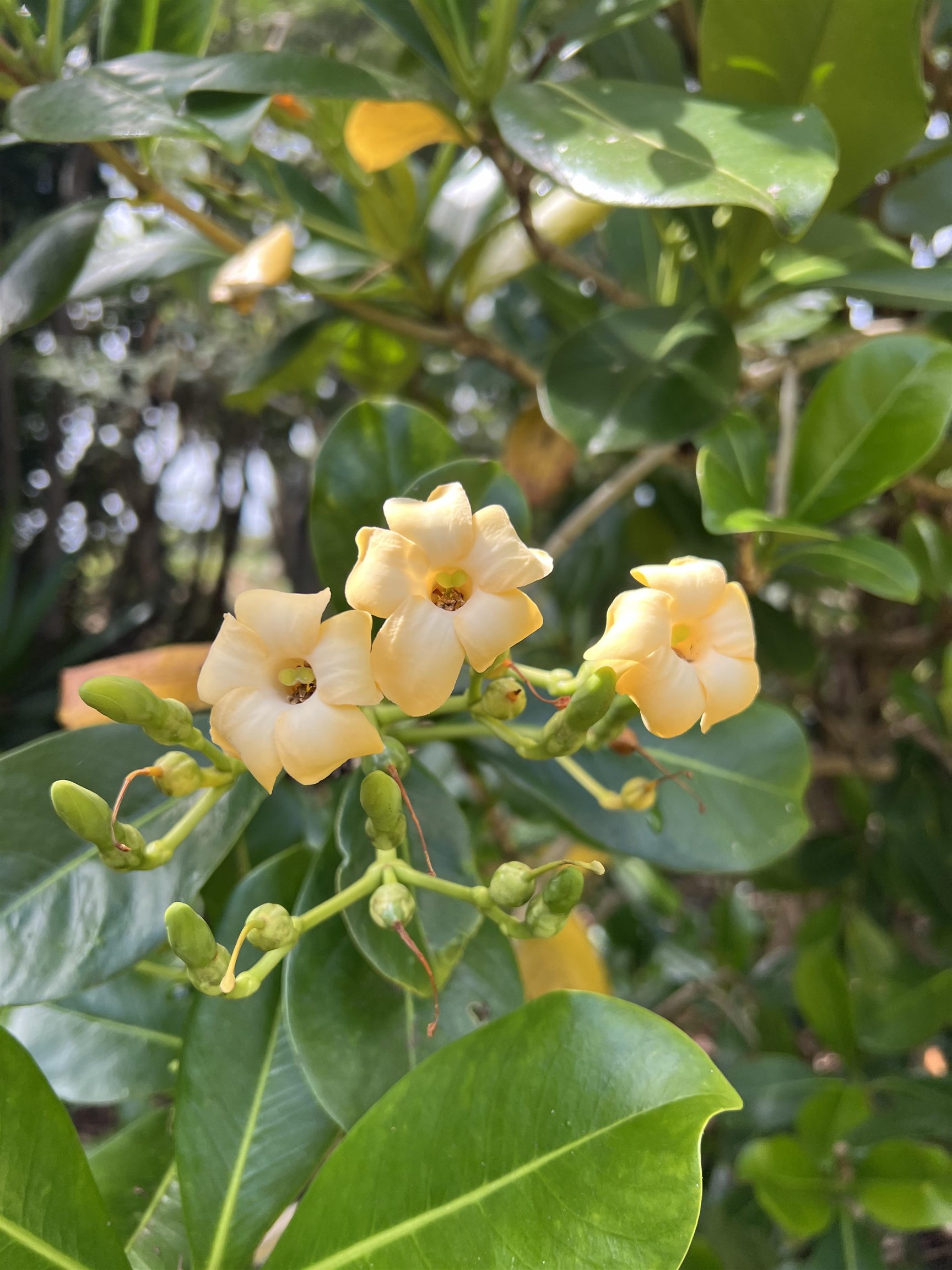 50 Pauwela Road, Unit A Haiku, HI 96708 - Photo 6 of 8 a bathroom with a sink