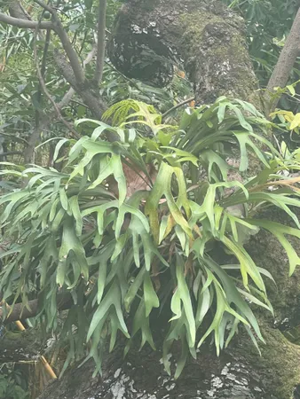 a close up of a plant in a garden
