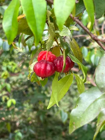 a view of a flower