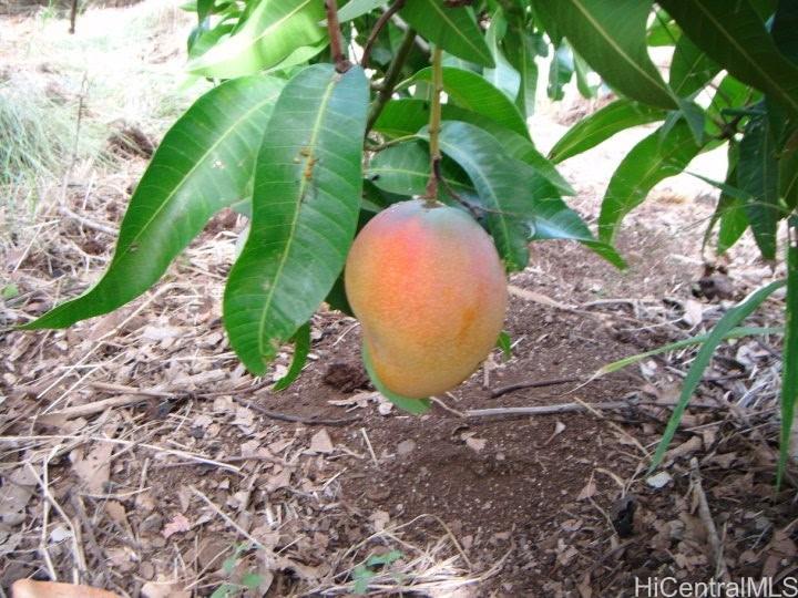 84-425 Makaha Valley Road Waianae, HI 96792 - Photo 22 of 22