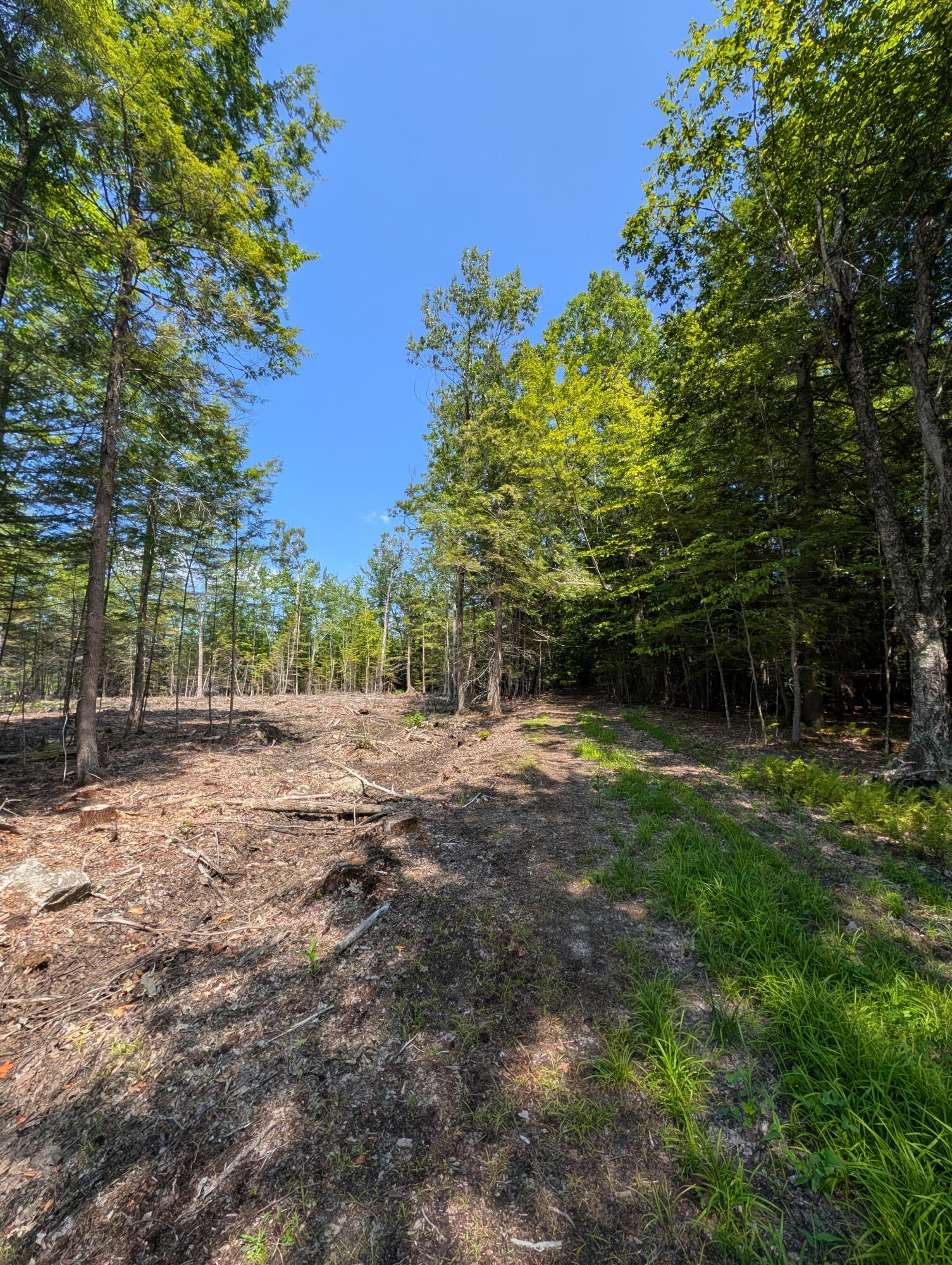 Lot 9 Maple Ridge Road Harrison, ME 04040 - Photo 13 of 15 woods
