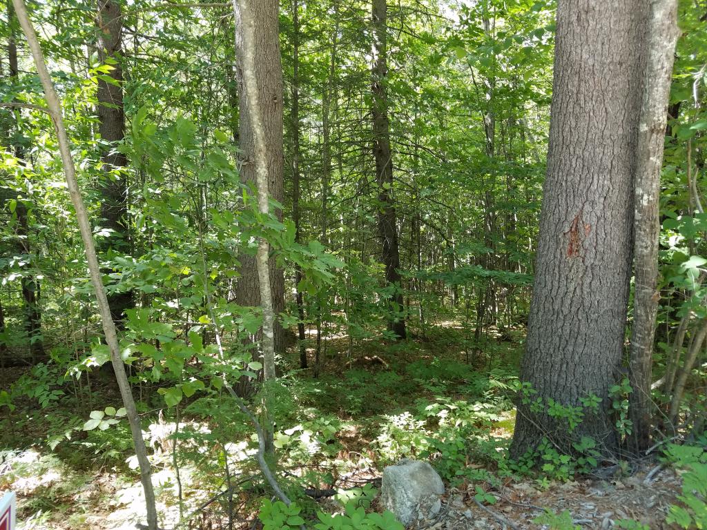 116 Modock Hill Road Conway, NH 03818 - Photo 1 of 5