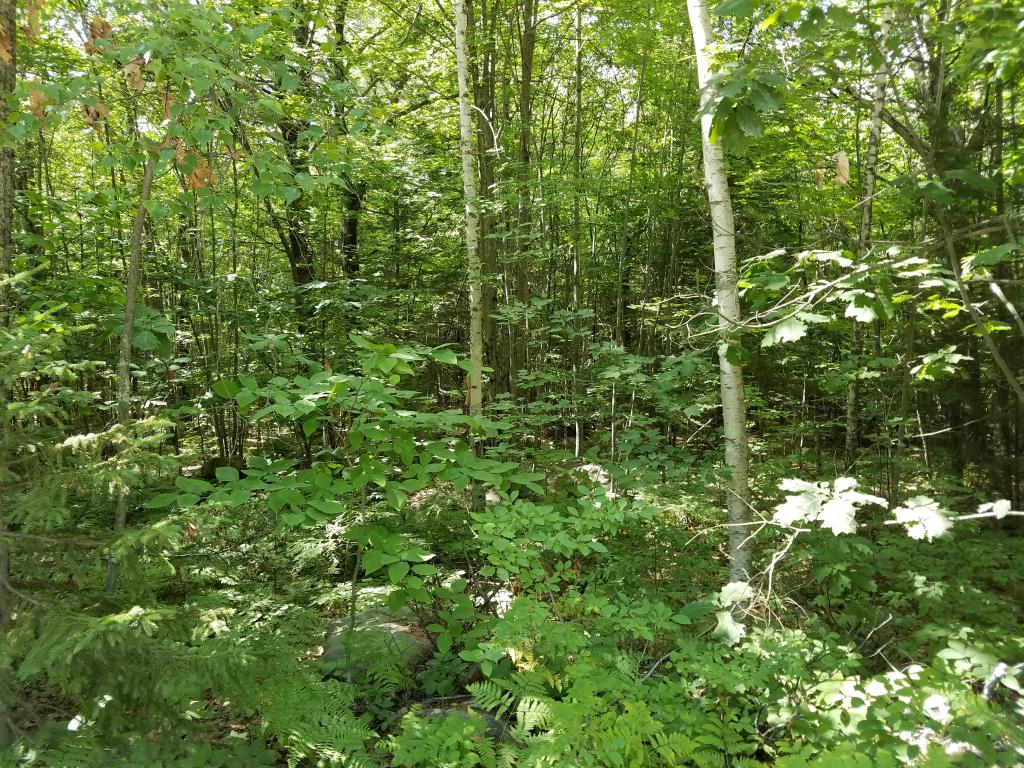 116 Modock Hill Road Conway, NH 03818 - Photo 4 of 5