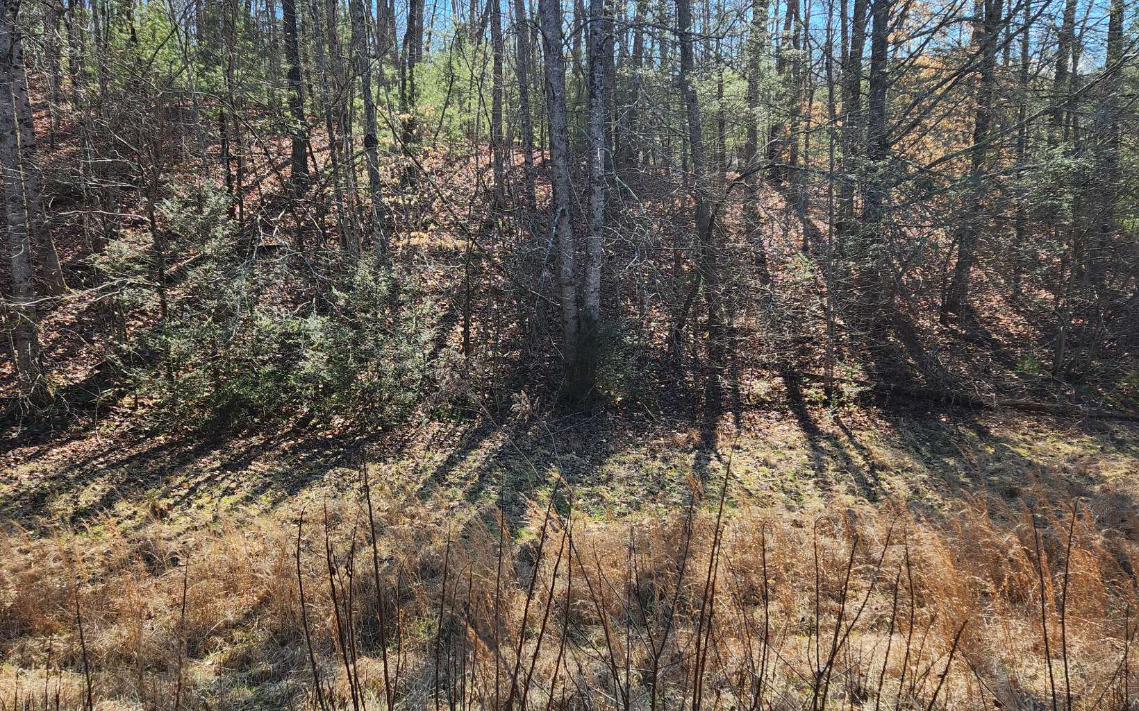 Lot 5 Dry Branch Blue Ridge, GA 30513 - Photo 19 of 21 Additional View
