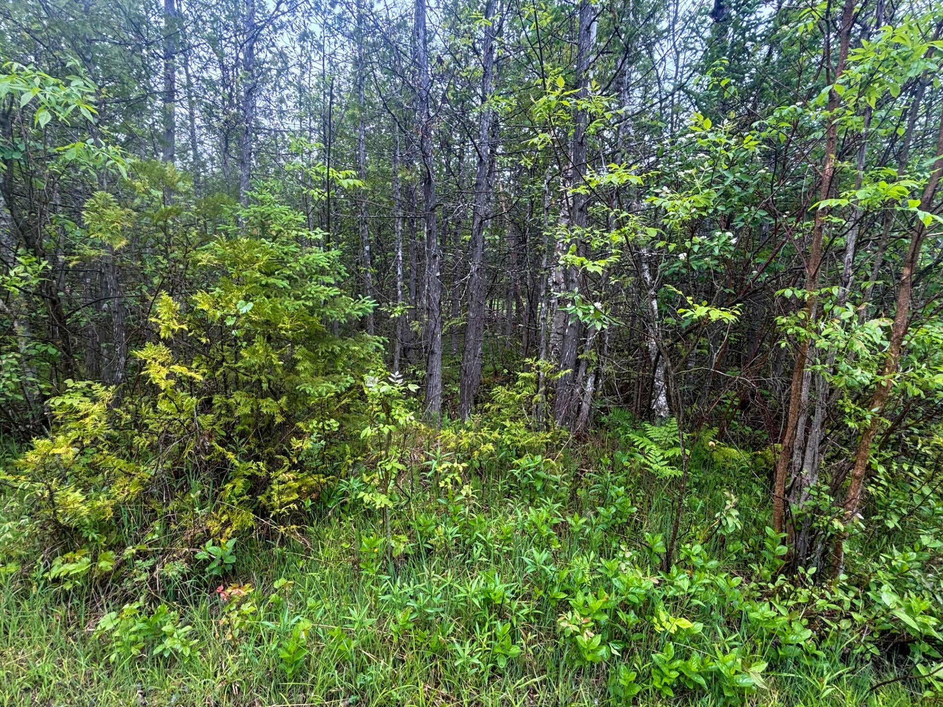 6191 Grand Point Road Presque Isle, MI 49777 - Photo 6 of 34