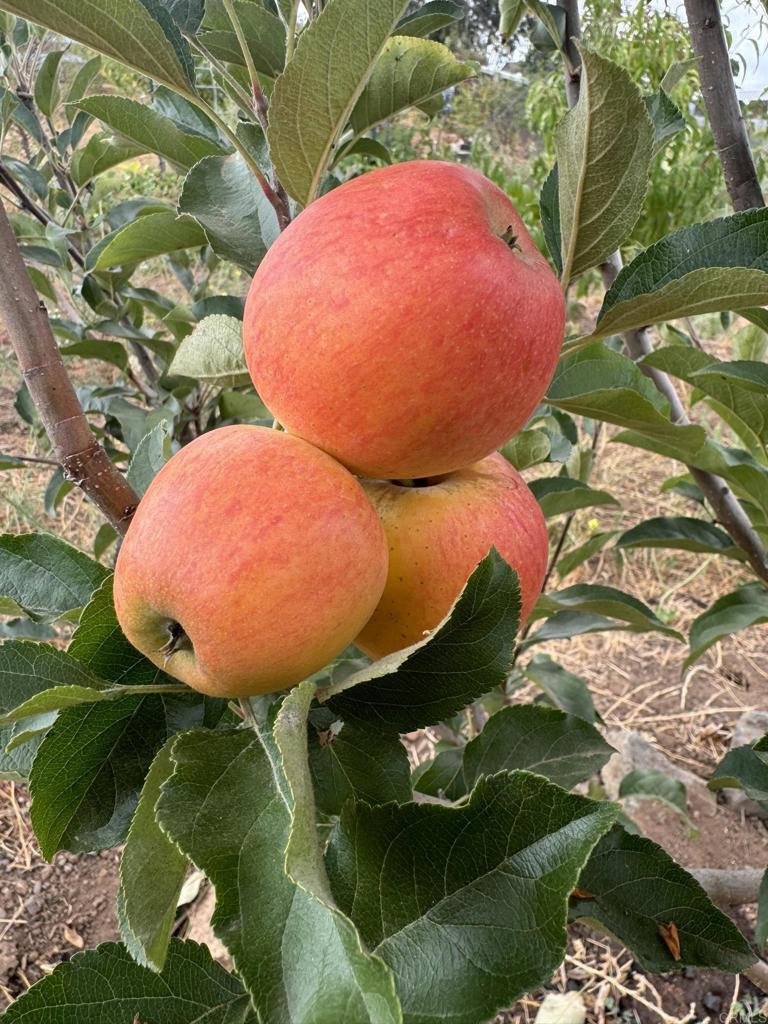 30606 Falling Star Circle Valley Center, CA 92082 - Photo 51 of 70