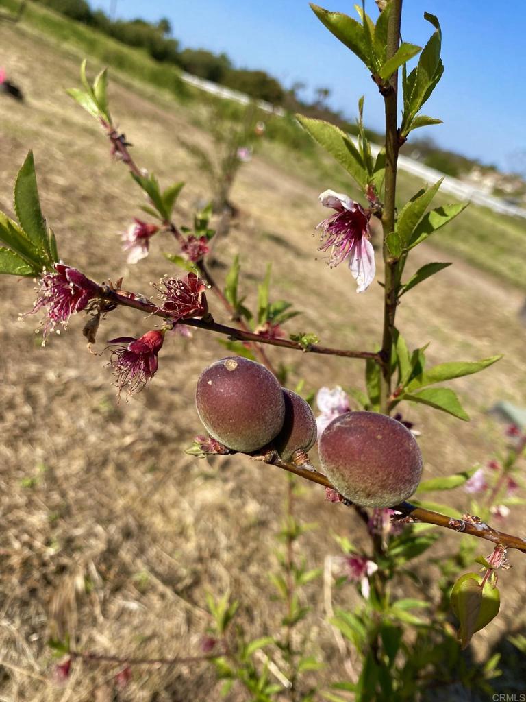30606 Falling Star Circle Valley Center, CA 92082 - Photo 53 of 70