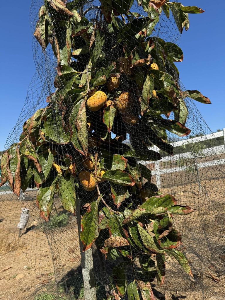 30606 Falling Star Circle Valley Center, CA 92082 - Photo 54 of 70