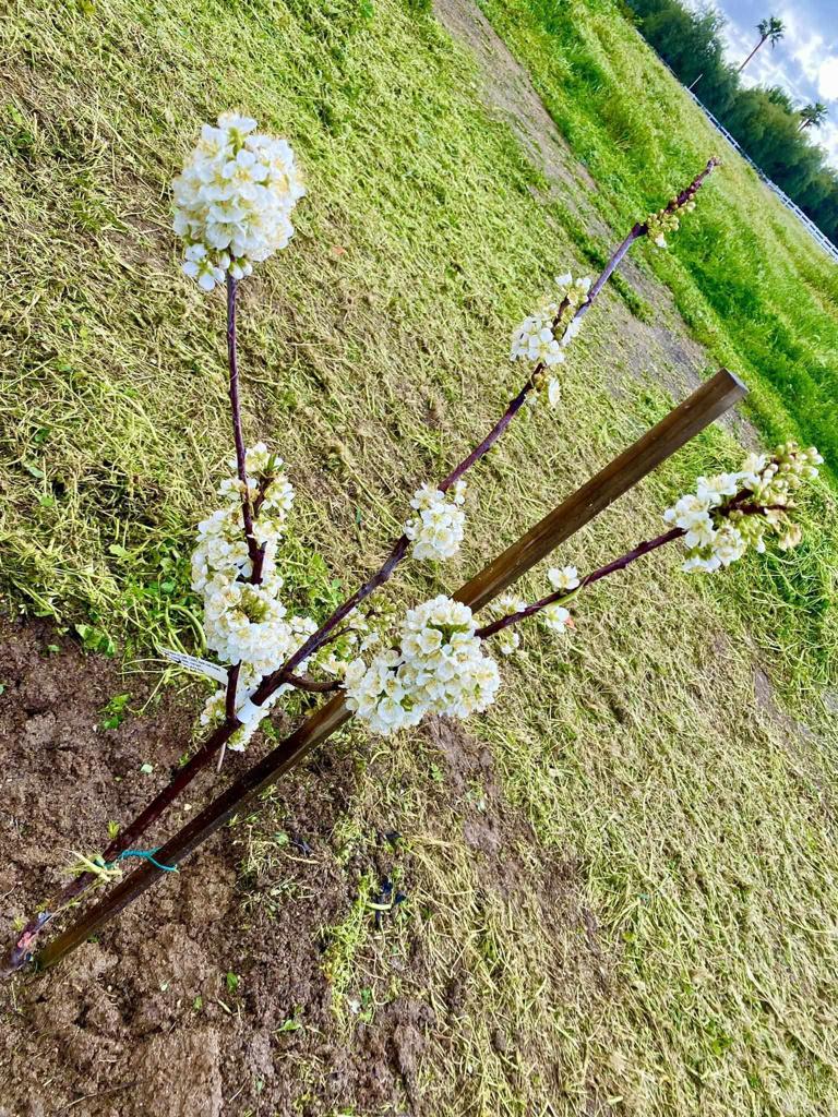 30606 Falling Star Circle Valley Center, CA 92082 - Photo 56 of 70