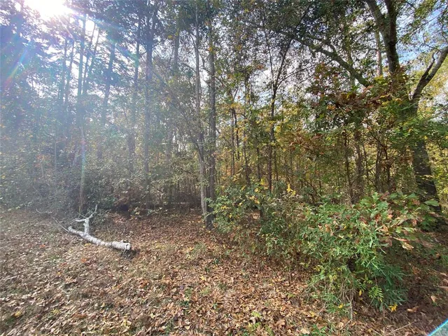 a view of a forest that has a tree