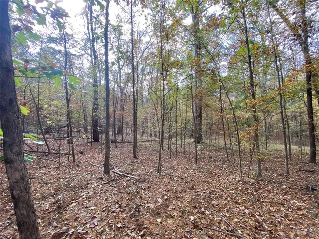 a view of a forest with lots of trees