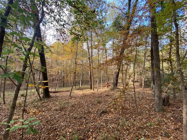 a ground with lots of trees