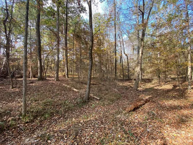 a view of a forest with trees in the background
