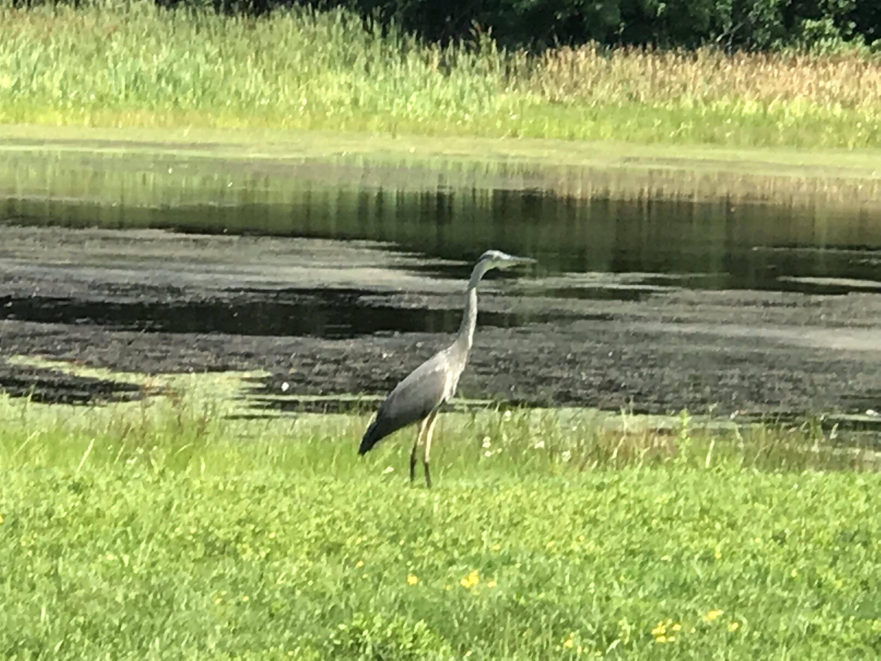 10 Heron Way Stratham, NH 03885 - Photo 41 of 50