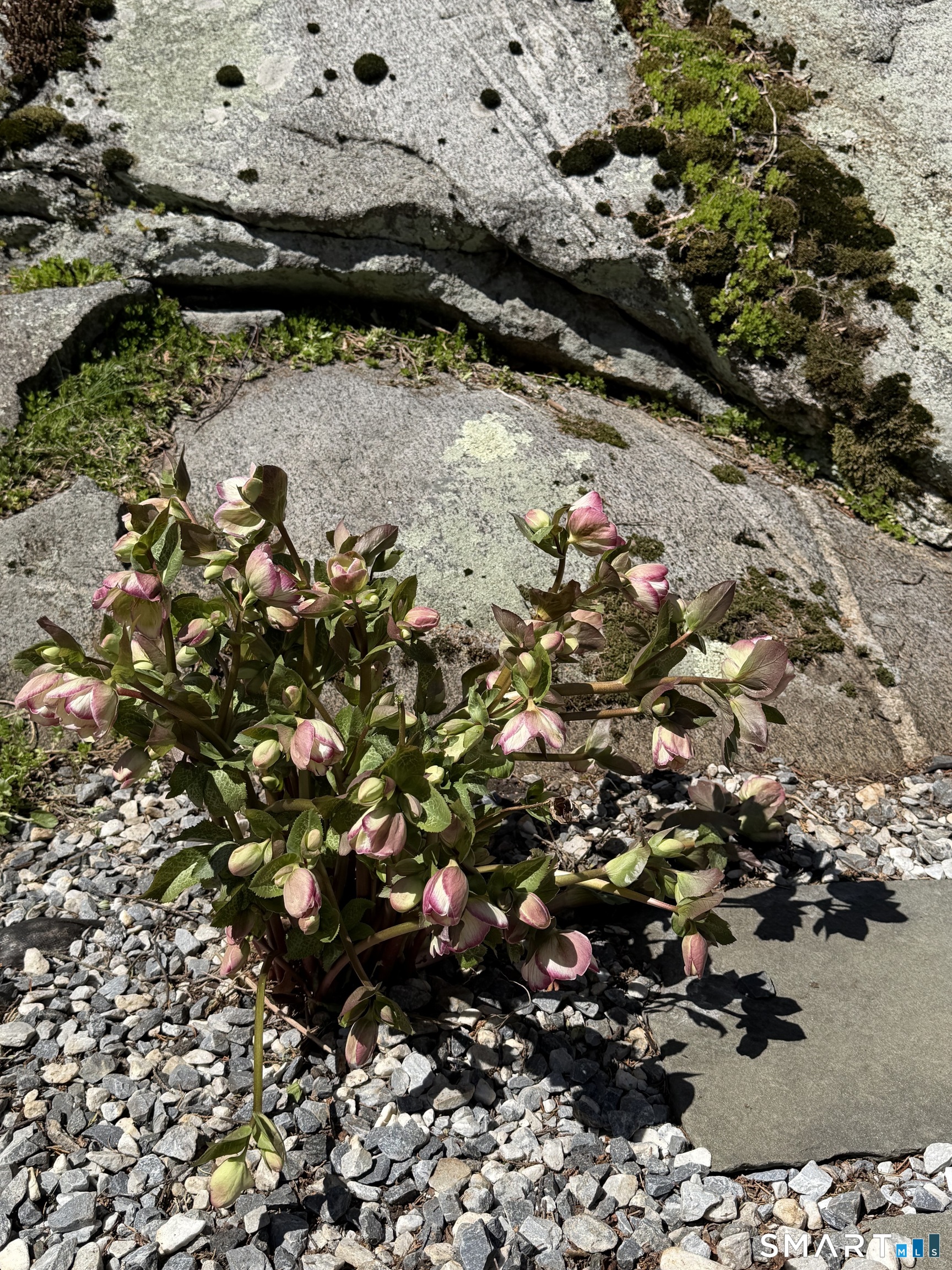 509 Boston Post Road Madison, CT 06443 - Photo 34 of 34 Sneak peak of stunning blooms.