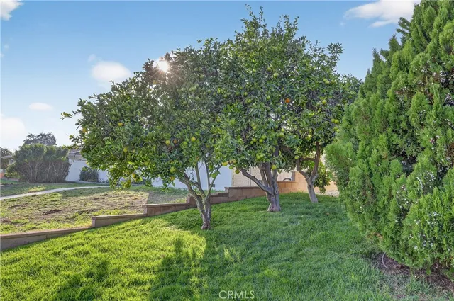a view of a backyard with large trees