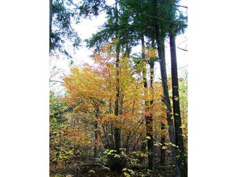 700 Butterfield Ridge Road Lincoln, ME 04457 - Photo 9 of 12 Land/Lot.