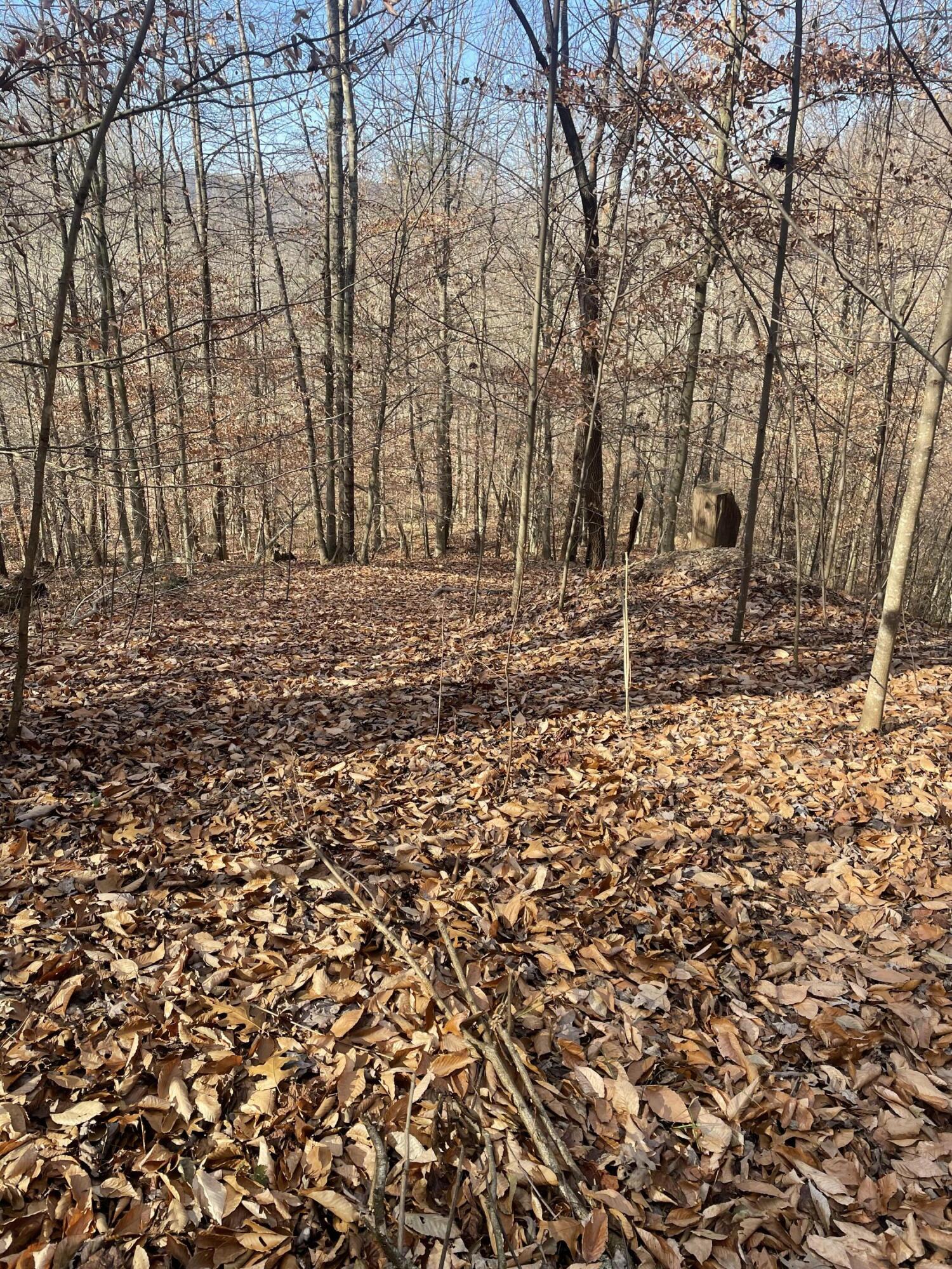 14645 Morehead Road Wallingford, KY 41093 - Photo 8 of 10 Lots of Trees and Wildlife