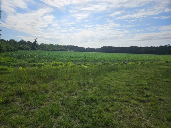 $499,000 | 40-ac 40-ac Willoughby Road, Nichols, SC 29581