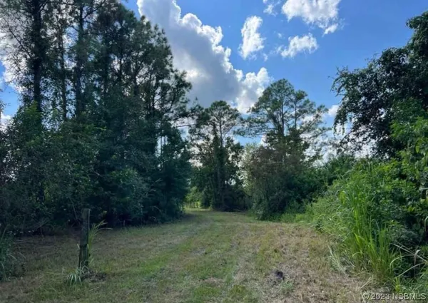a view of a forest with trees in the background