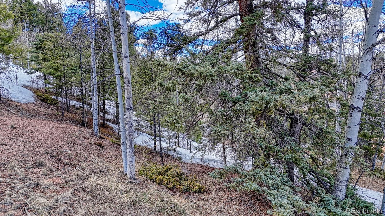 244 Spring Valley Lane Florissant, CO 80816 - Photo 11 of 17 a view of a forest that has large trees