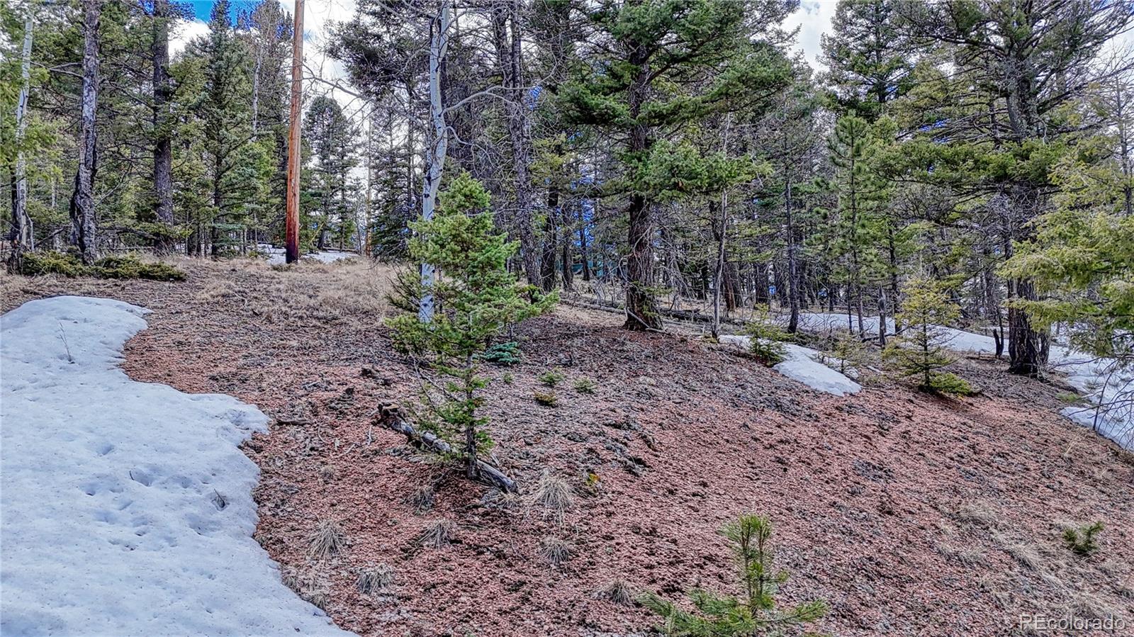 244 Spring Valley Lane Florissant, CO 80816 - Photo 15 of 17 a view of a yard with plants and trees