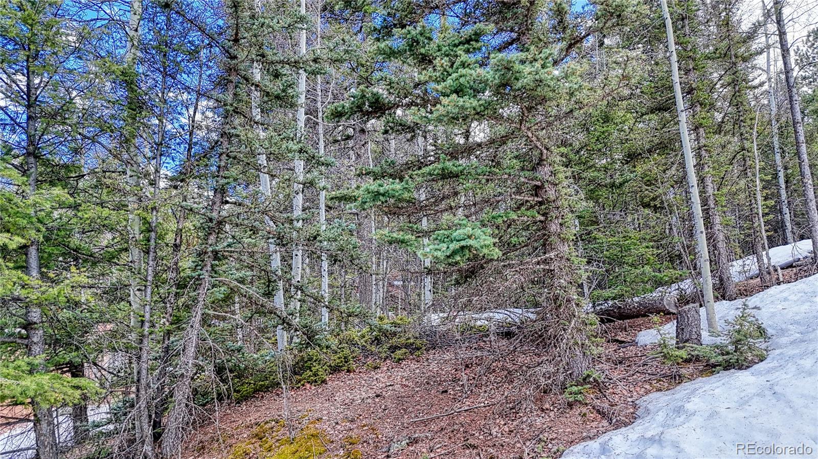 244 Spring Valley Lane Florissant, CO 80816 - Photo 16 of 17 a view of a forest filled with trees