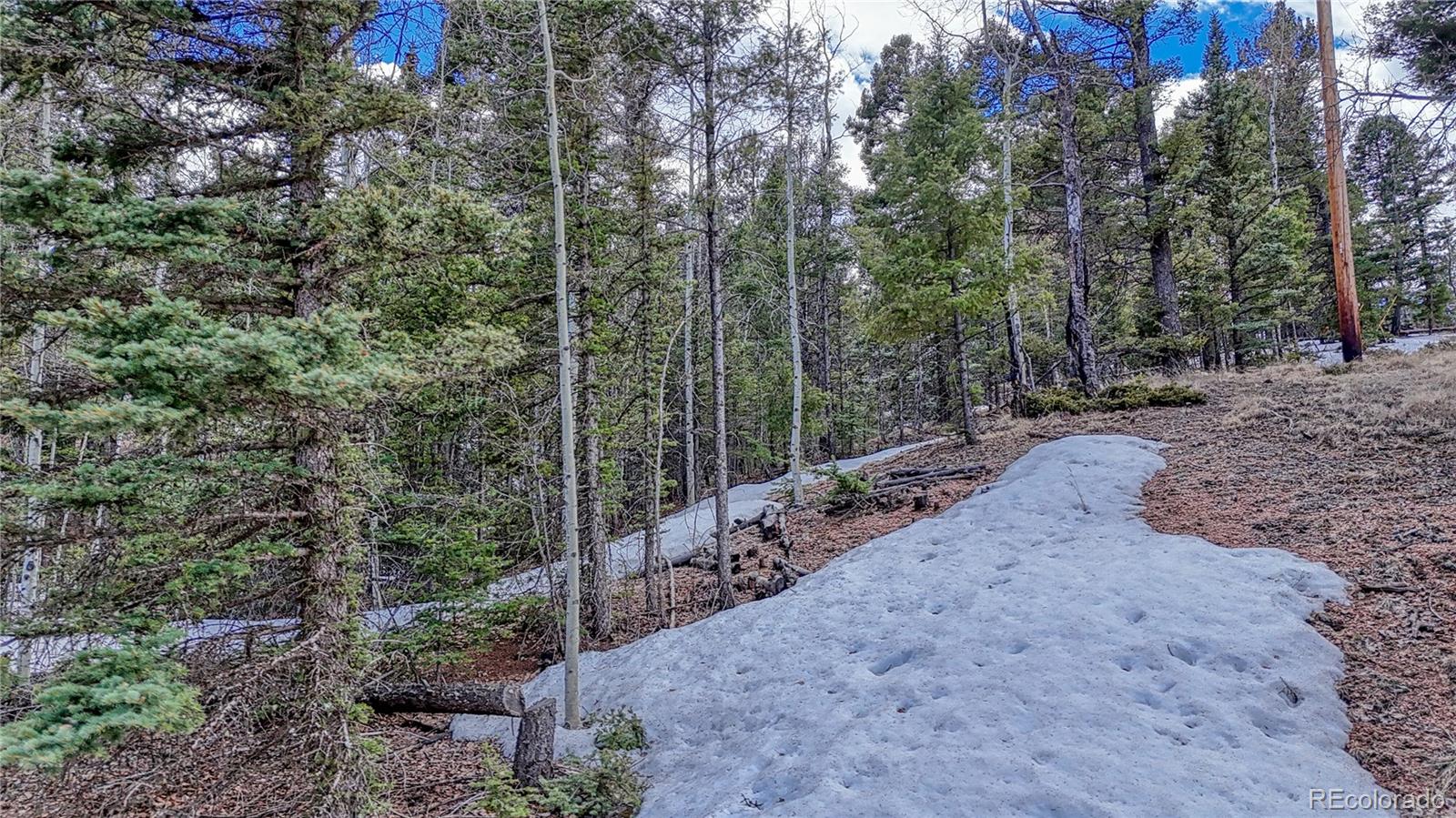 244 Spring Valley Lane Florissant, CO 80816 - Photo 7 of 17 a view of a forest with trees