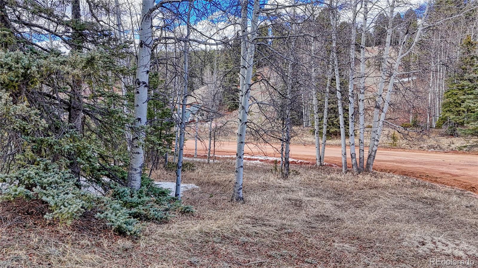 244 Spring Valley Lane Florissant, CO 80816 - Photo 8 of 17 a view of a yard with lots of trees