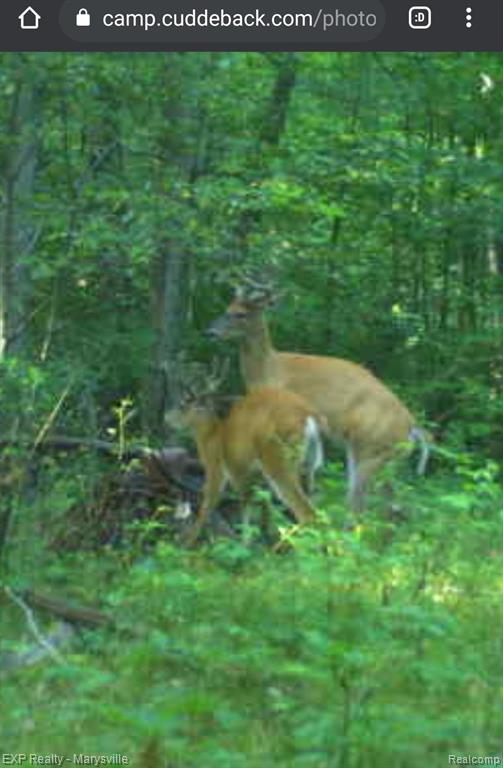 0 Losey Road Rives Junction, MI 49277 - Photo 8 of 10