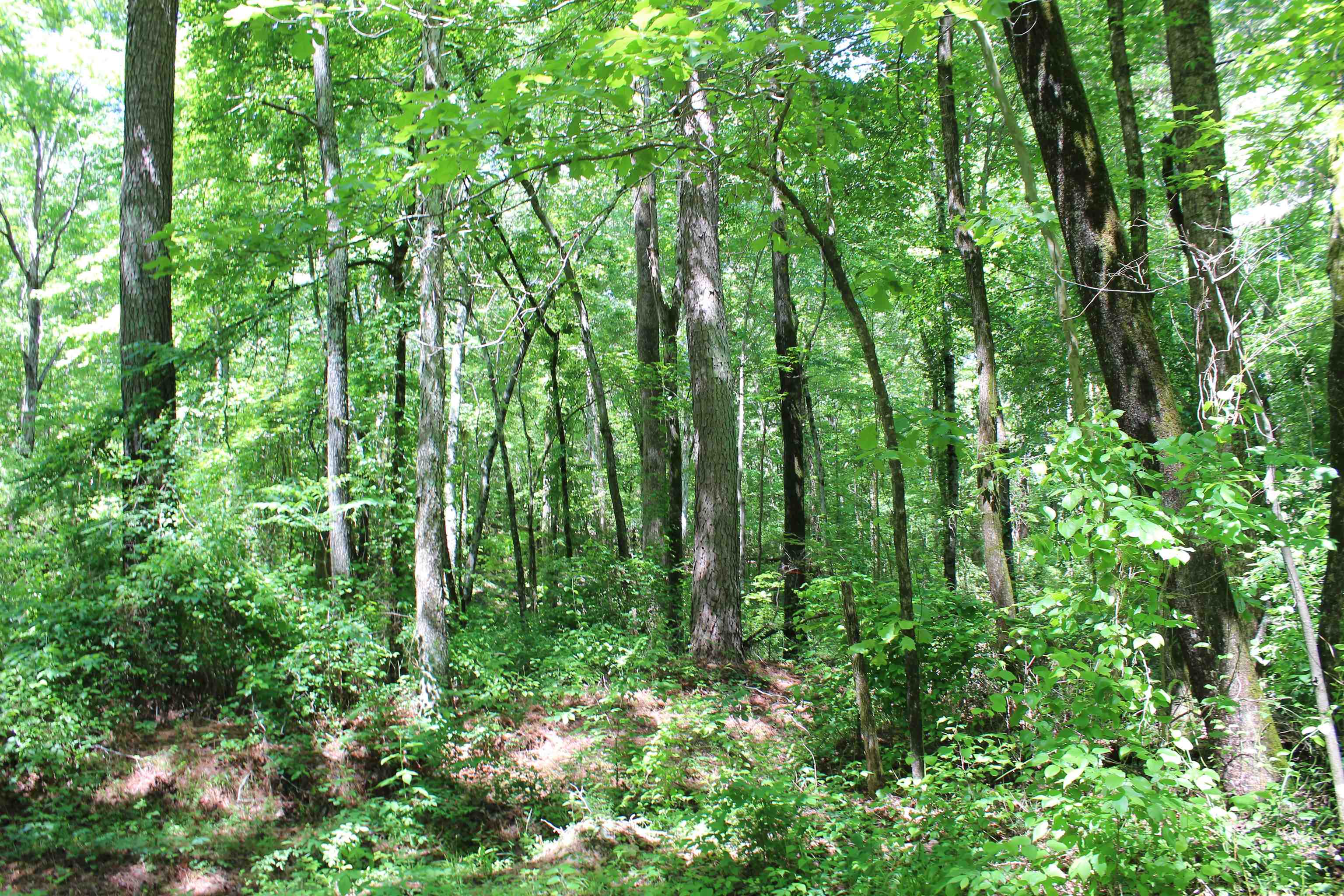 0 Silerton Road Toone, TN 38381 - Photo 12 of 24
