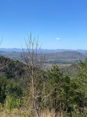 a view of a forest with trees in the background