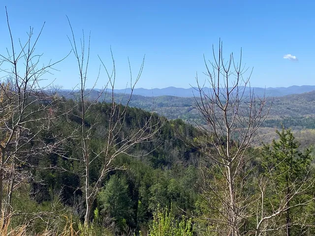 a view of a forest with trees in the background