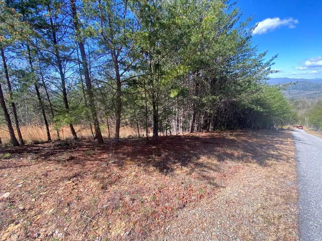 a view of a bunch of trees in a field
