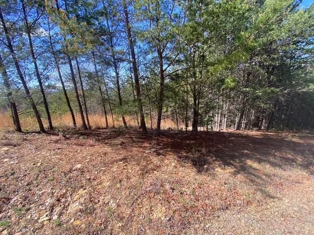 a view of a lake in middle of forest
