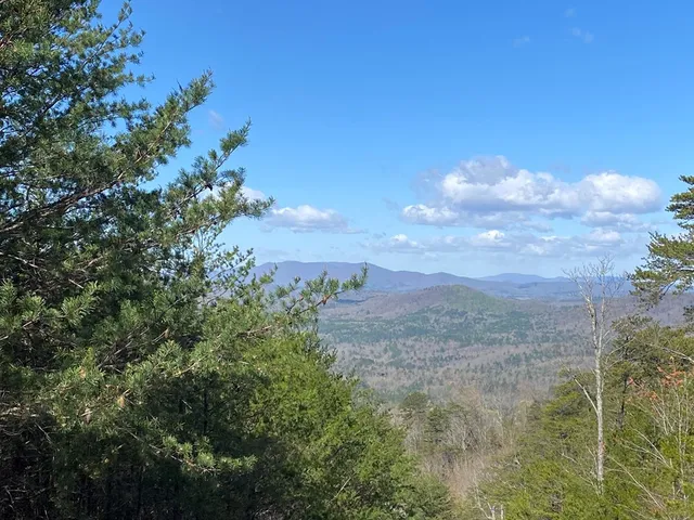 a view of a forest filled with trees