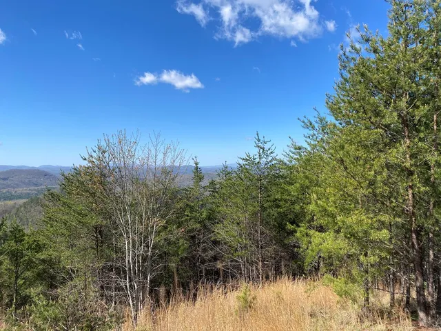 a view of a dry yard with a tree