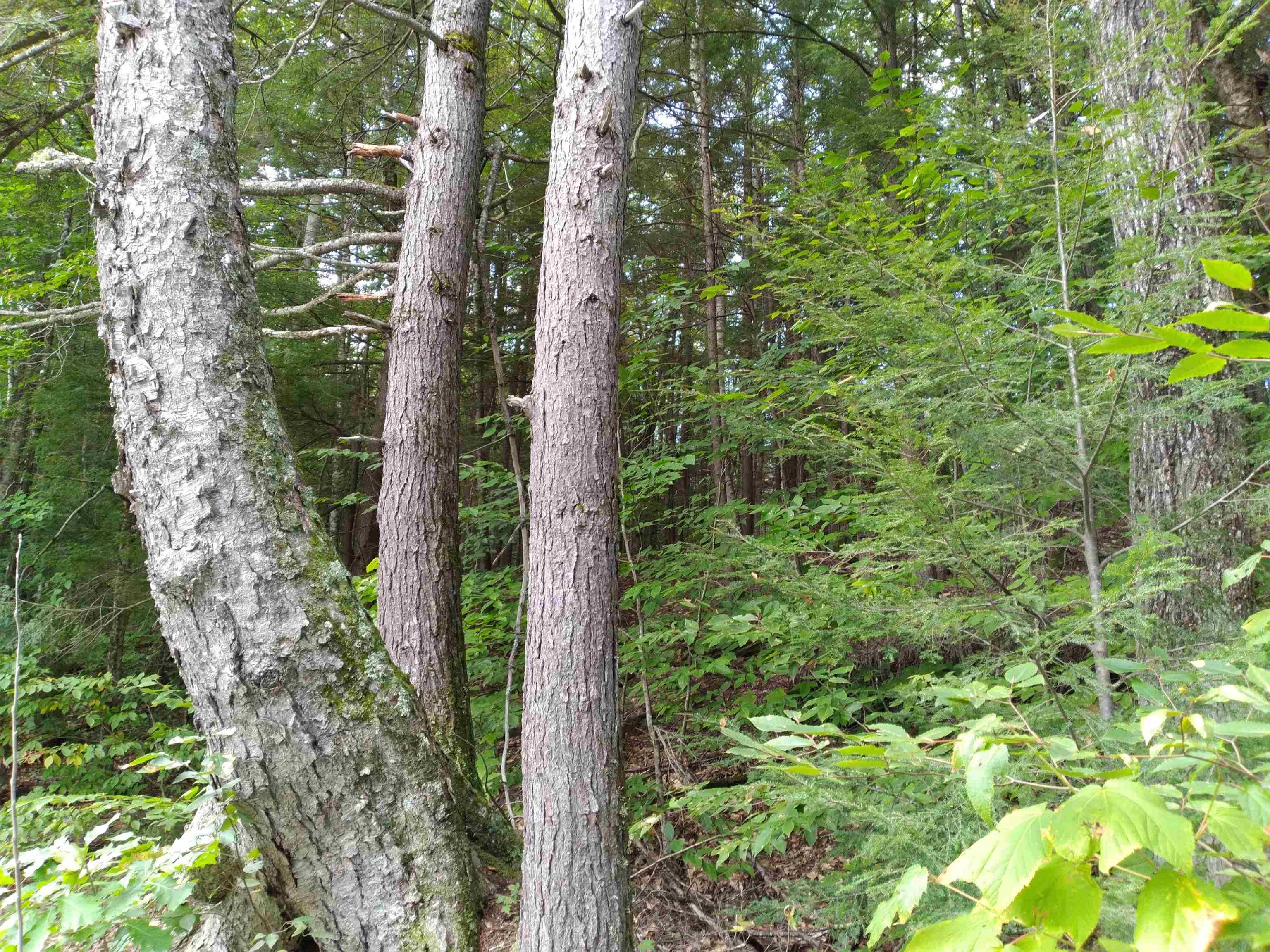 0 Sands Of Time Road, Unit 95 Canaan, NH 03741 - Photo 3 of 3